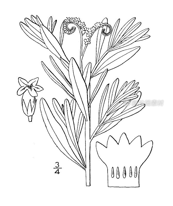 古植物学植物插图:Heliotropium Curassavicum, Seaside Heliotrope